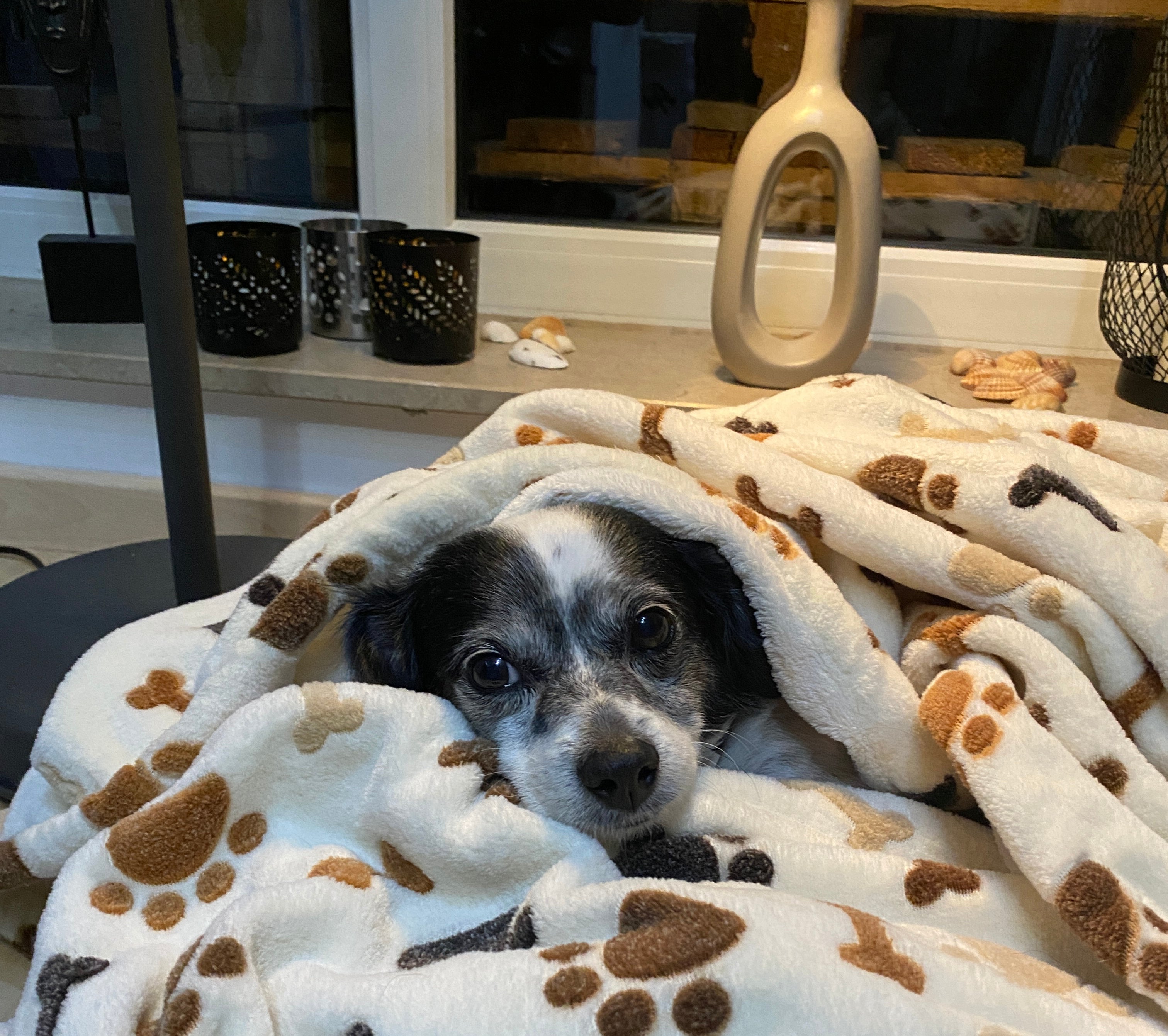 Hund liegt auf der Hundedecke Gipsy
