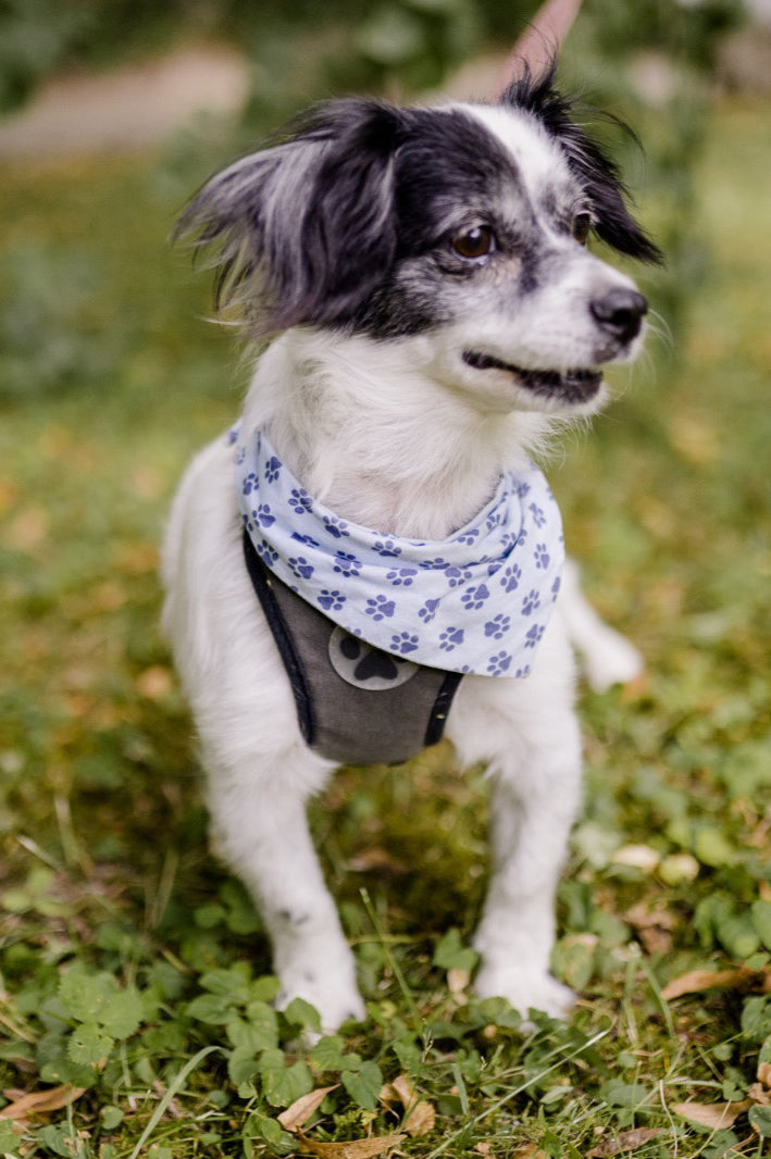 Hund mit Halstuch Yanara im Freien