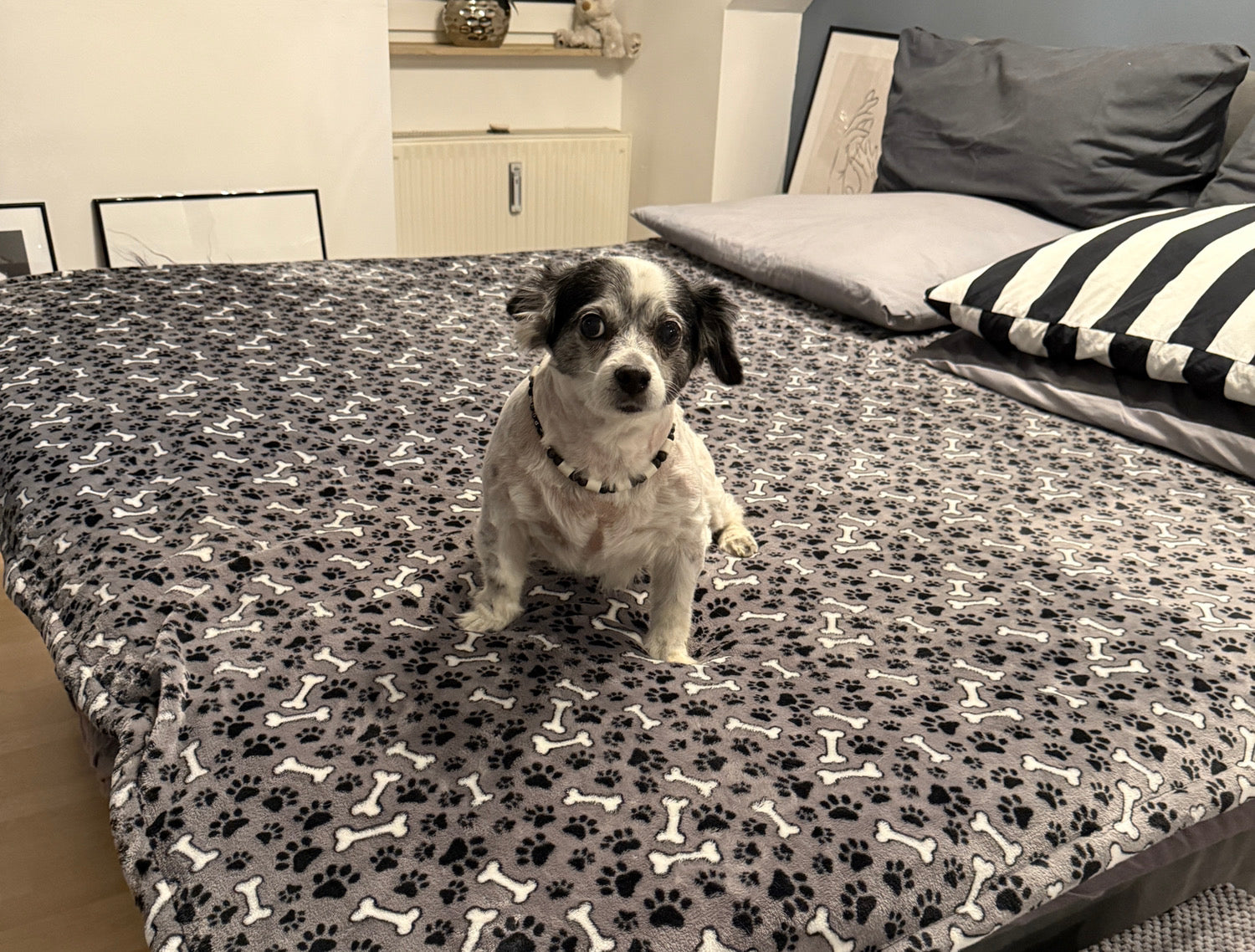 Hundedecke Struppi im Körbchen