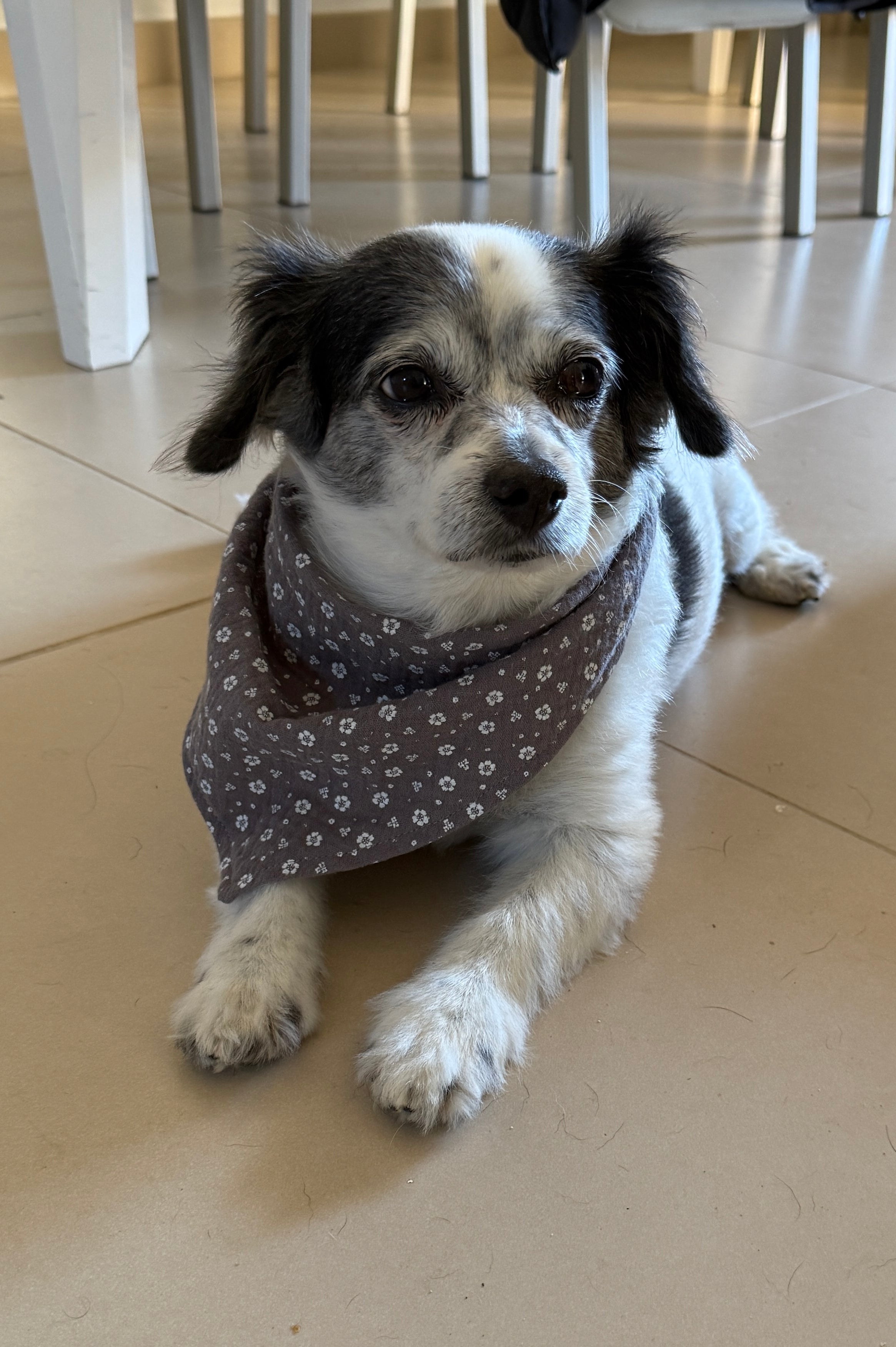 Hund trägt das Halstuch Lolita mit Blumenmuster