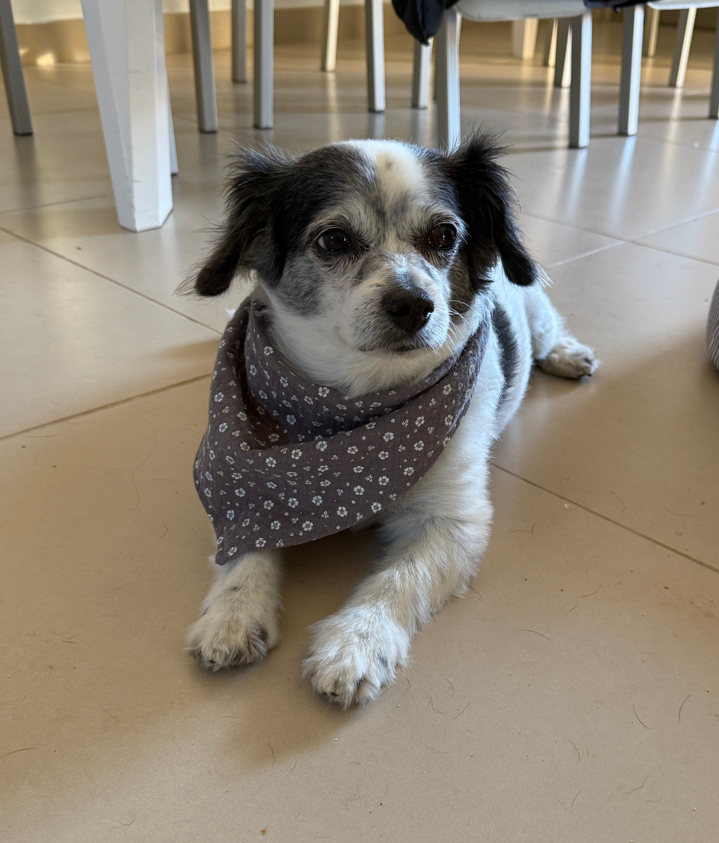 Hund trägt das Halstuch Lolita mit Blumenmuster