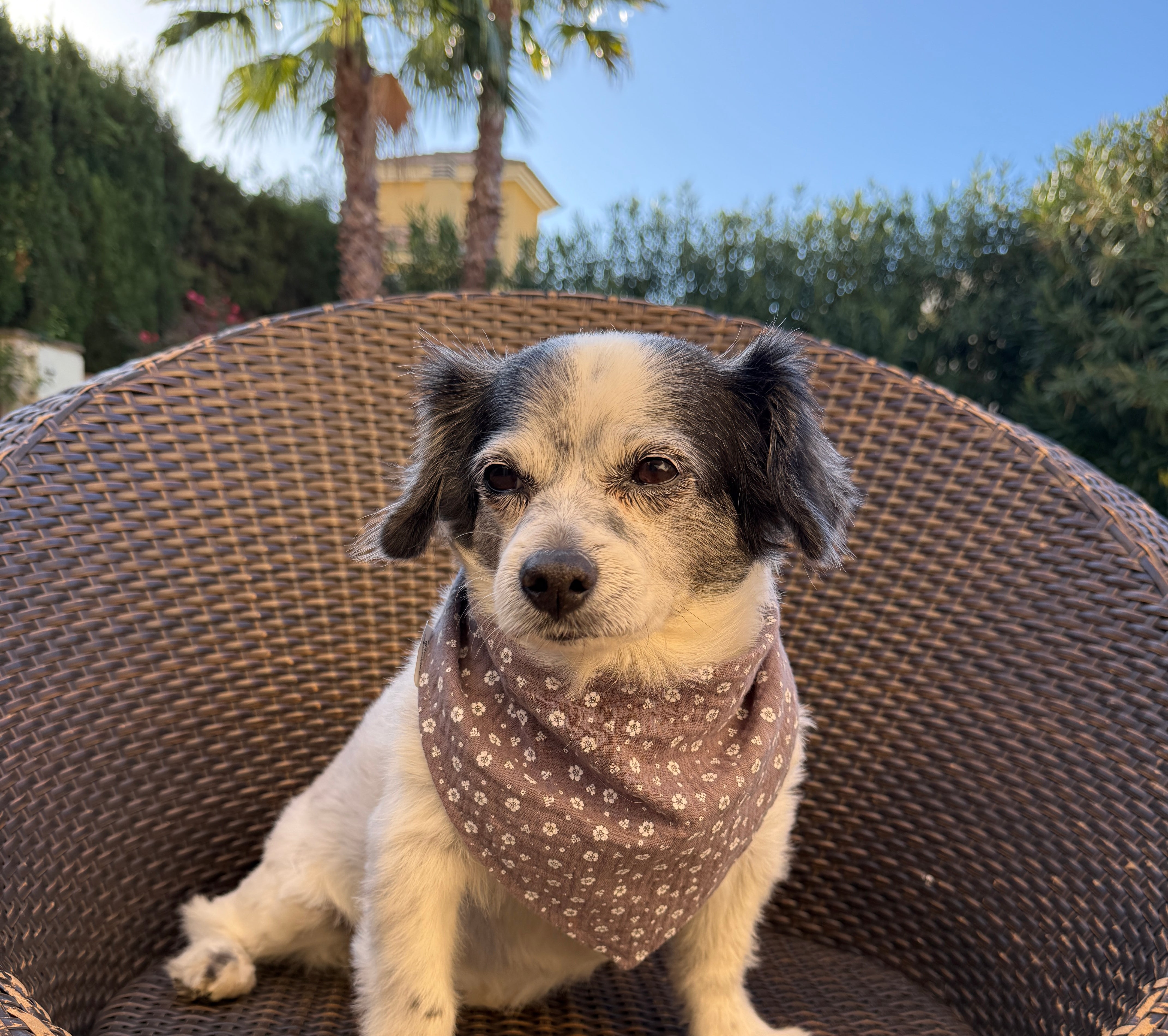 Hundehalstuch Lolita am Hund getragen, weitere Ansicht
