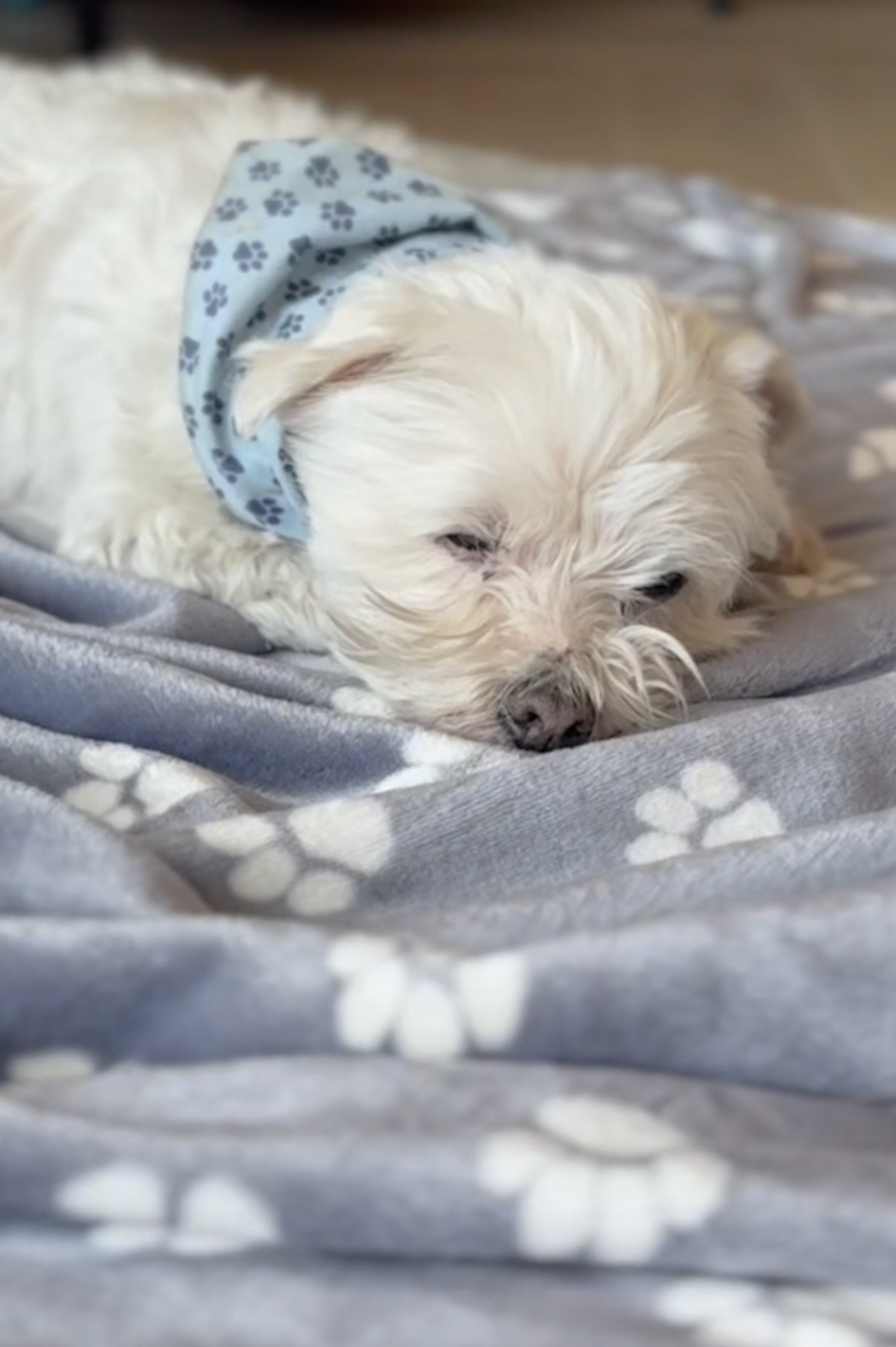 Kuscheldecke Merlin für Hunde, Farbvarianten