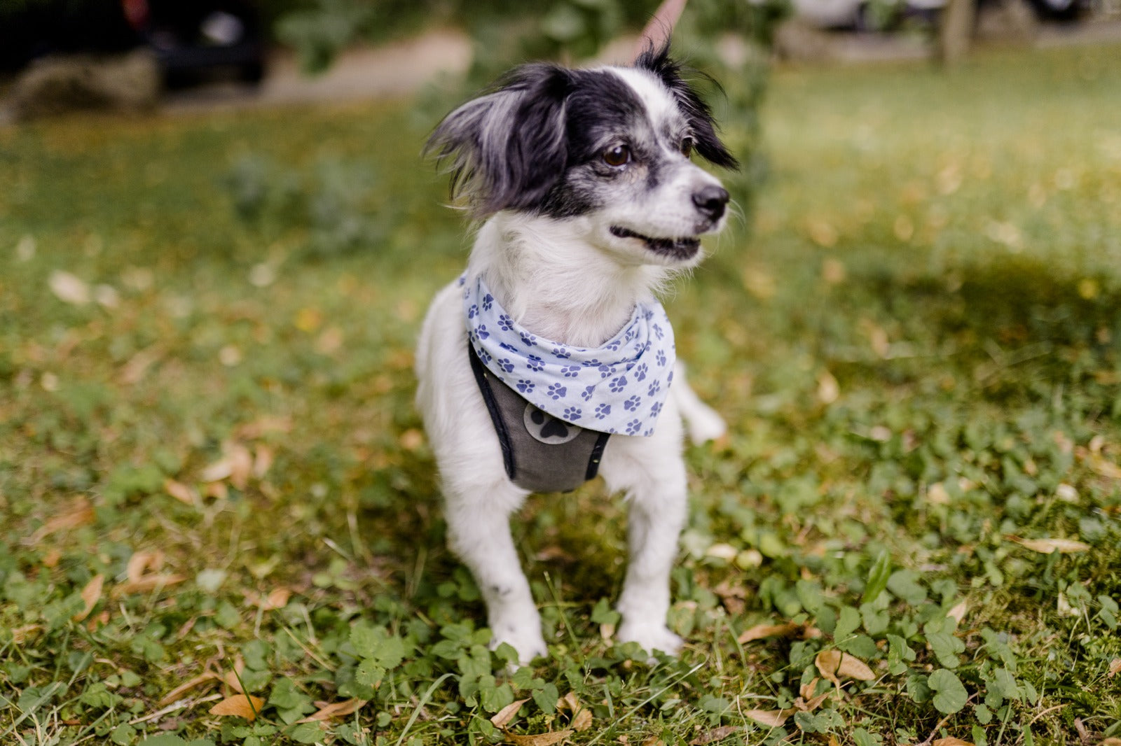 Für Hunde