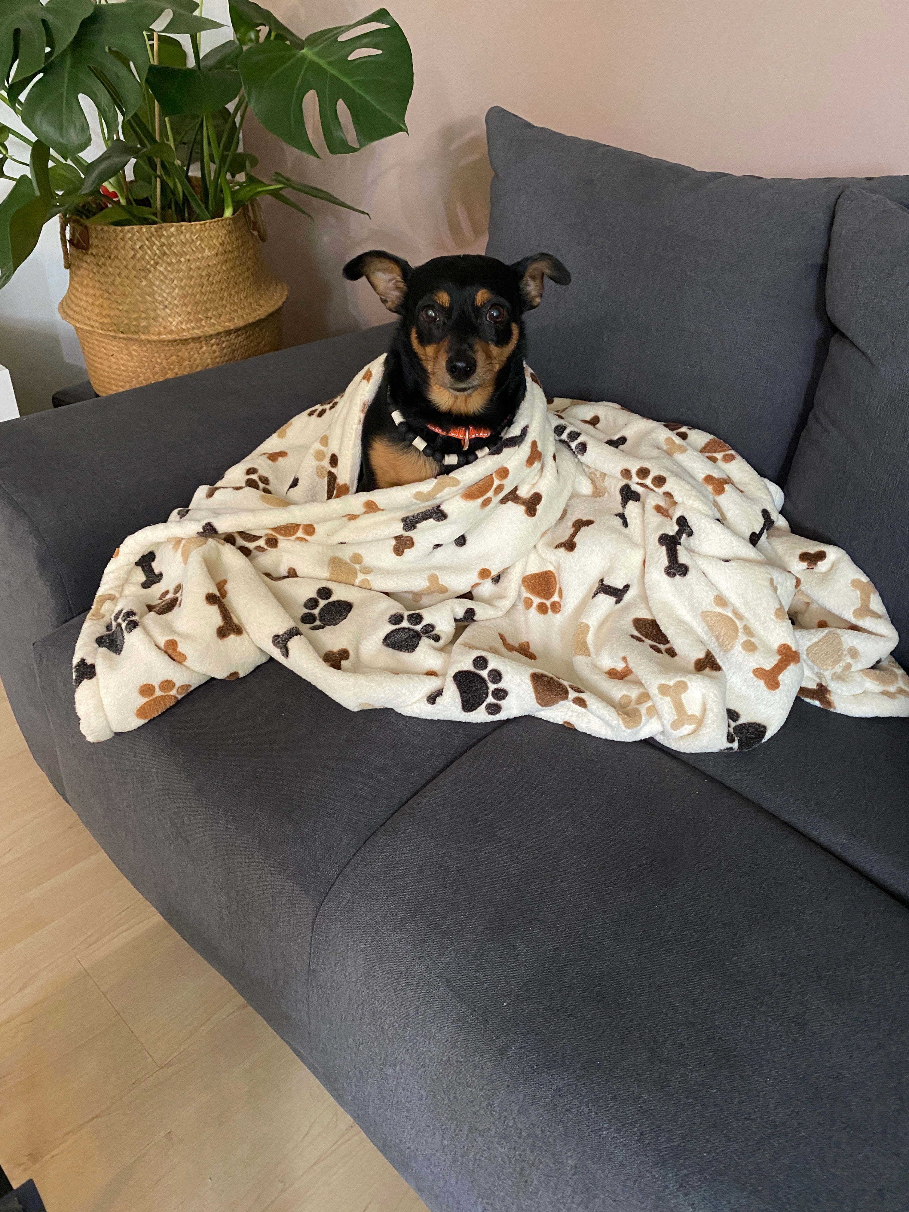 Hundedecke Gipsy im Einsatz zuhause