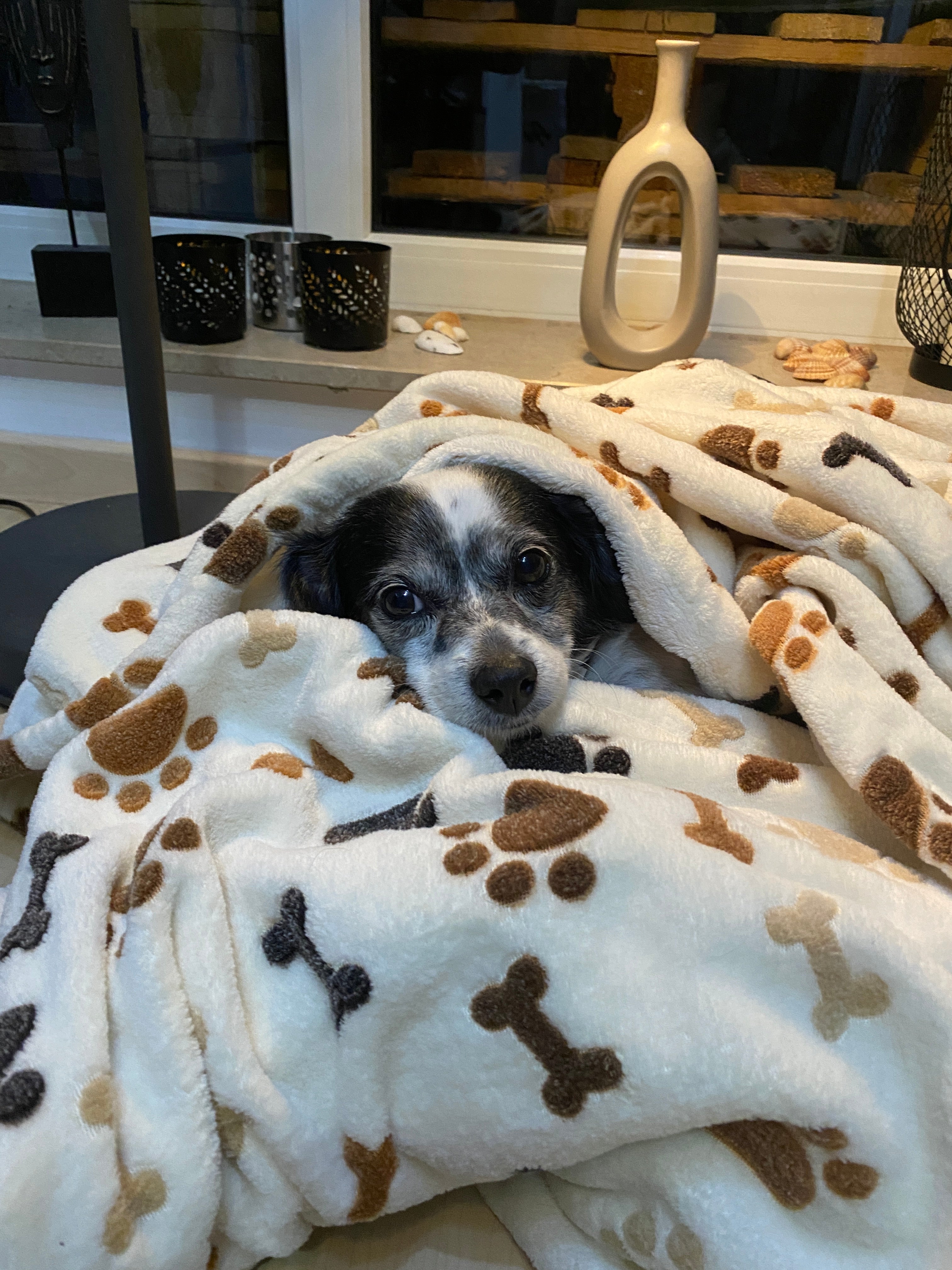 Hund liegt auf der Hundedecke Gipsy