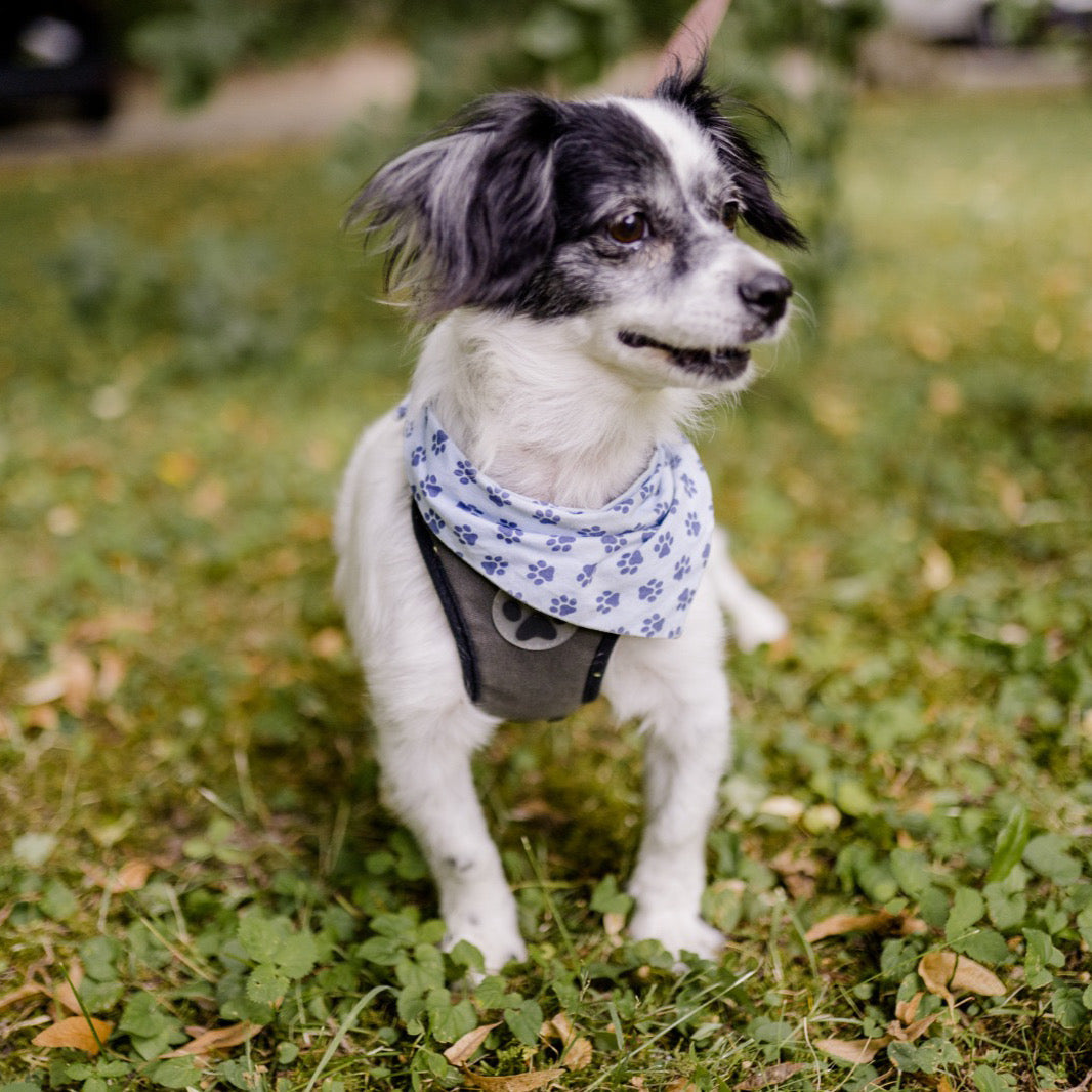 Hund mit Halstuch Yanara im Freien