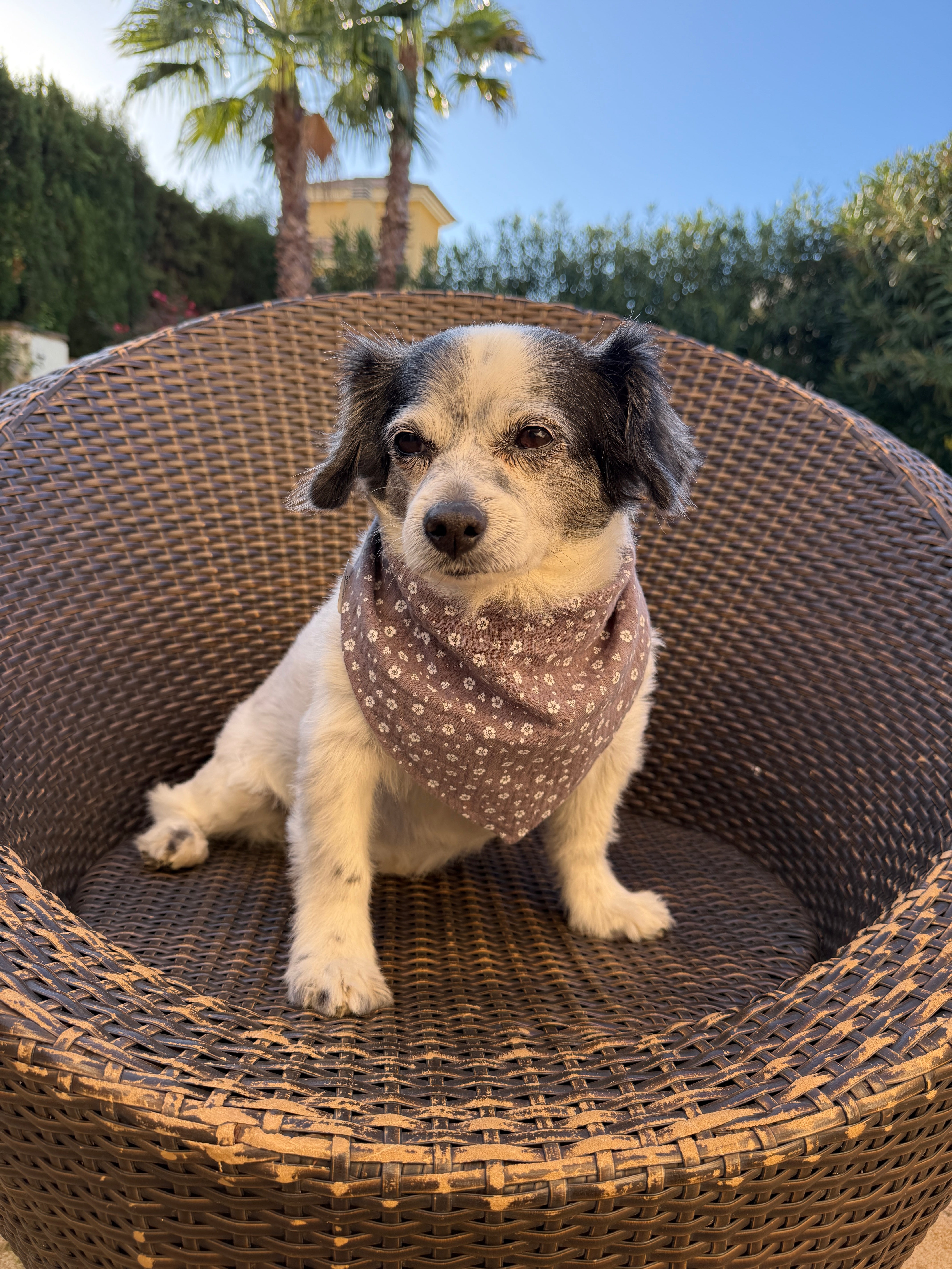 Hundehalstuch Lolita am Hund getragen, weitere Ansicht