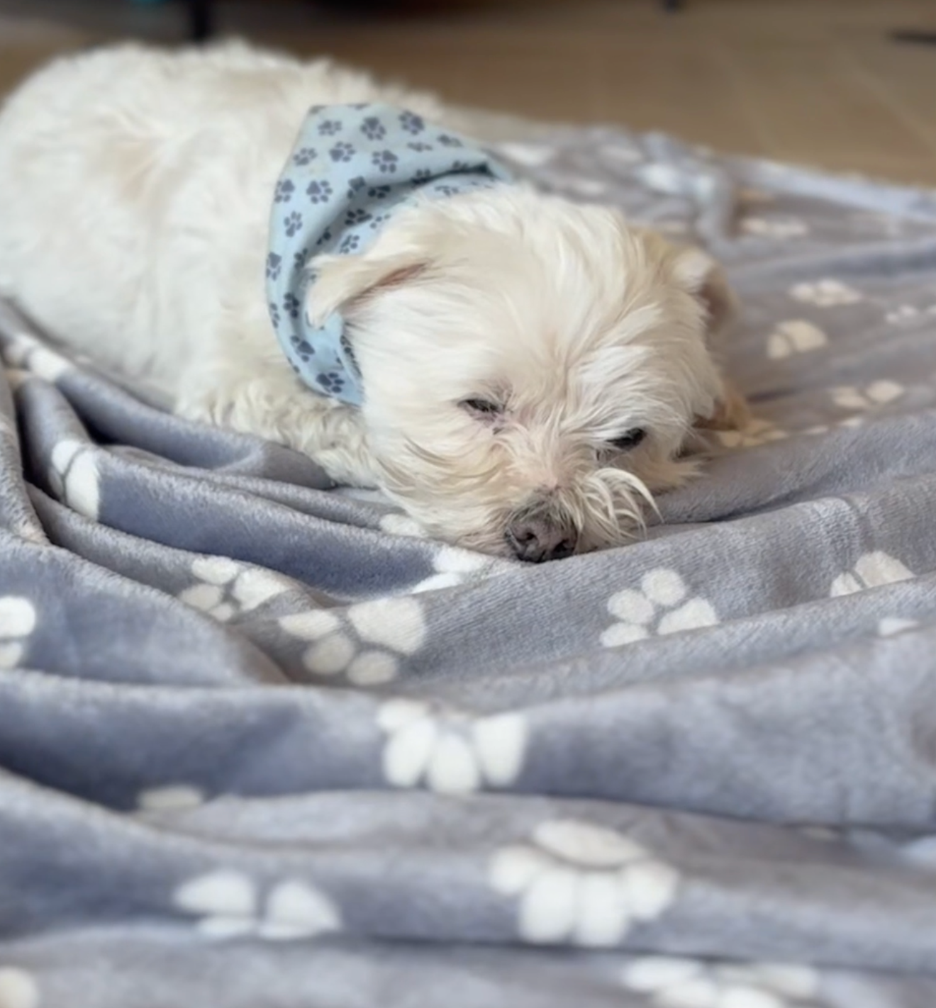 Kuscheldecke Merlin für Hunde, Farbvarianten